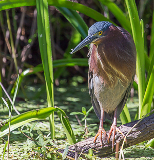 Green Heron, Everglades National Park, Florida.